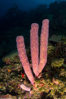 Aplysina archeri (Stovepipe Sponge)
