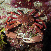 Mithrax spinosissimus (Channel Clinging Crab)