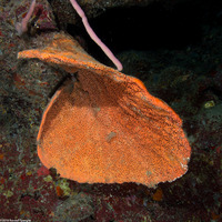 Agelas clathrodes (Orange Elephant Ear Sponge)