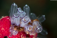 Clavelina picta (Painted Tunicate)