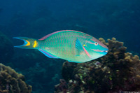 Sparisoma viride (Stoplight Parrotfish)