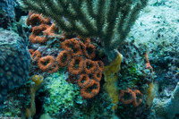 Ricordea florida (Florida Corallimorph)
