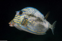 Acanthostracion quadricornis (Scrawled Cowfish)