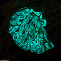 Manicina areolata (Rose Coral)