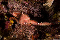 Achelous sebae (Ocellate Swimming Crab)