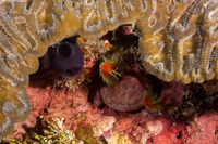 Rhopalaea abdominalis (Reef Tunicate)