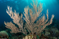 Plexaura flexuosula (Bent Sea Rod)