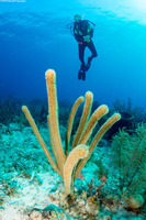 Plexaurella nutans (Giant Slit-Pore Sea Rod)