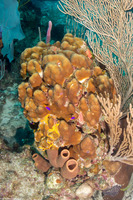 Orbicella annularis (Lobed Star Coral)