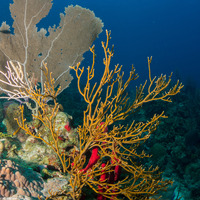 Millepora alcicornis (Branching Fire Coral)