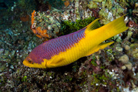 Bodianus rufus (Spanish Hogfish)