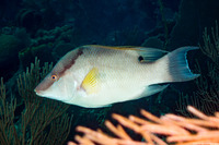 Lachnolaimus maximus (Hogfish)