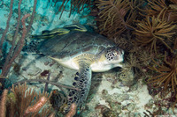 Chelonia mydas (Green Sea Turtle)