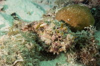 Scorpaena plumieri (Spotted Scorpionfish)