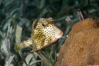 Lactophrys bicaudalis (Spotted Trunkfish)