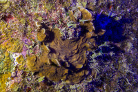 Agaricia grahamae (Dimpled Sheet Coral)