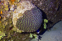 Colpophyllia natans (Boulder Brain Coral)