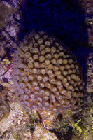 Montastraea cavernosa (Great Star Coral)