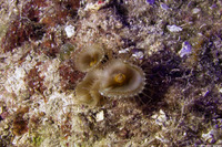Aiptasia sp.1 (Pale Clumping Anemone)