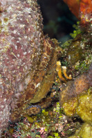 Octopus vulgaris (Common Octopus)
