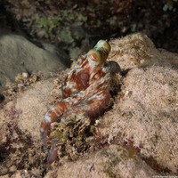 Octopus briareus (Caribbean Reef Octopus)
