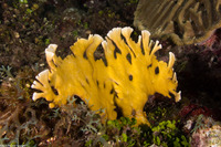 Millepora complanata (Blade Fire Coral)