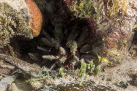 Eucidaris tribuloides (Slatepencil Urchin)