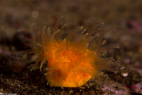 Balanophyllia elegans (Orange Cup Coral)