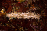 Eupentacta quinquesemita (White Sea Cucumber)