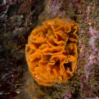 Phydolopora labiata (Lacy Bryozoan)