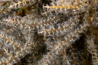 Carijoa sp.1 (Snowflake Coral)