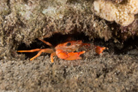 Gonioinfradens paucidentatus (Red Swimming Crab)