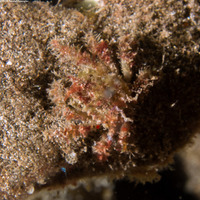 Schizophroida hilensis (Hilo Collector Crab)
