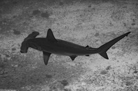 Sphyma lewini (Scalloped Hammerhead Shark)