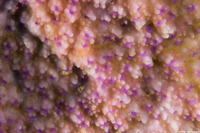 Montipora patula (Spreading Rice Coral)