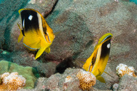 Chaetodon quadrimaculatus (Fourspot Butterflyfish)