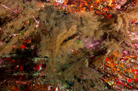 Myriopathes ulex (Feathery Black Coral)