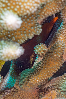 Exallias brevis (Spotted Coral Blenny)