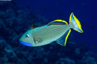 Xanthichthys auromarginatus (Gilded Triggerfish)
