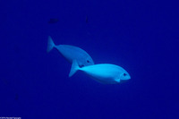 Naso caesius (Gray Unicornfish)