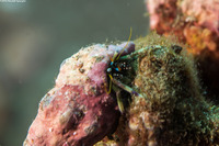 Calcinus cf. latens (Hidden Hermit Crab)