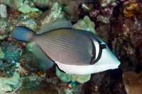 Sufflamen bursa (Scythe Triggerfish)