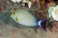 Acanthurus xanthopterus (Yellowfin Surgeonfish)