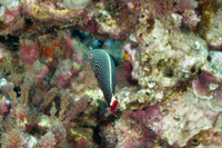 Anampses chrysocephalus (Psychedelic Wrasse)