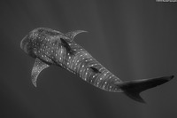 Rhincodon typus (Whale Shark)