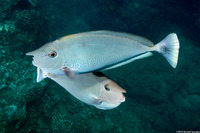 Naso brevirostris (Paletail Unicornfish)