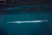 Platybelone argalus (Keeltail Needlefish)