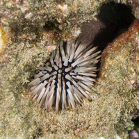 Echinometra mathaei (Rock-Boring Urchin)