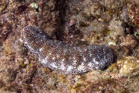 Actinopyga mauritania (White-Spotted Sea Cucumber)