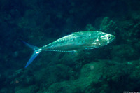 Scomberoides lysan (Double-Spotted Queenfish)